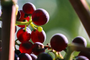 Vigne_2_140908