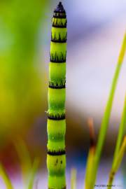 Equisetum japonicum_150517