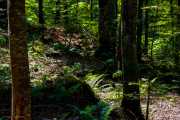 Sou_bois_Creux_du_Van-3